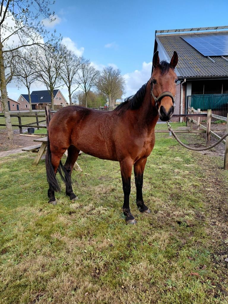 D pony  merrie 6 jaar, Dieren en Toebehoren, Pony's, Merrie, Ontwormd, 3 tot 6 jaar