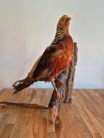 Opgezette Fazant, Ophalen, Gebruikt