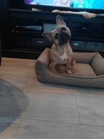 Franse Bulldog, Dieren en Toebehoren, Honden | Bulldogs, Pinschers en Molossers, Parvo, 15 weken tot 1 jaar, Reu, Bulldog