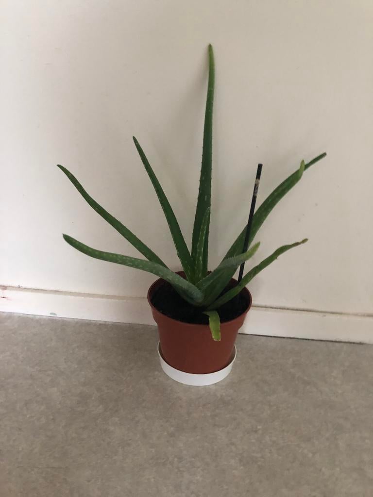 Aloë Vera plant mooi, Huis en Inrichting, Kamerplanten, Ophalen, Overige soorten, Halfschaduw, In pot
