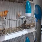 Te koop kanaries, Dieren en Toebehoren, Vogels | Kanaries, Meerdere dieren, Kleurkanarie