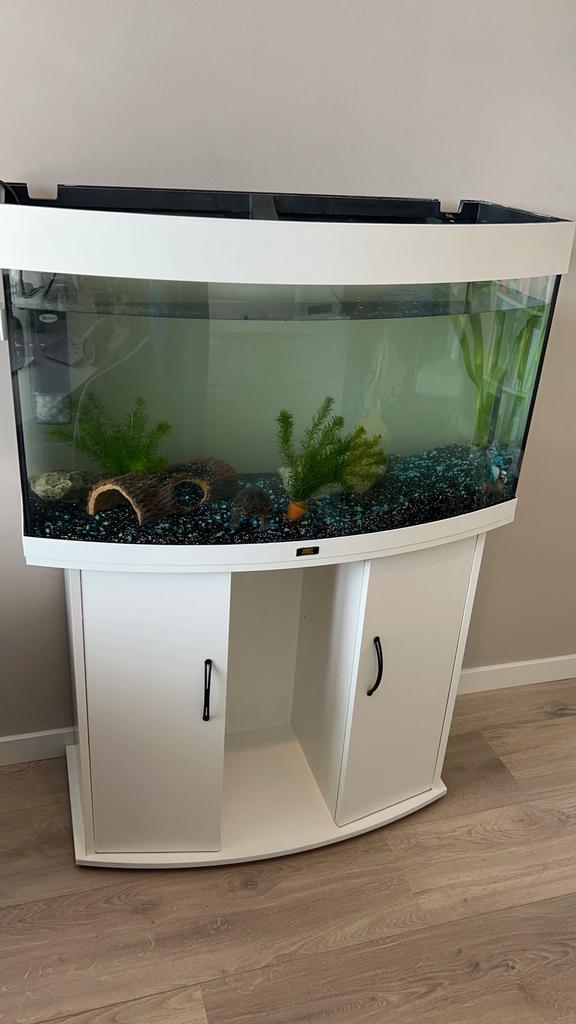 Muskus schildpad, Dieren en Toebehoren, Vissen | Aquaria en Toebehoren, Ophalen, Gebruikt, Inclusief toebehoren, Gevuld zoetwateraquarium