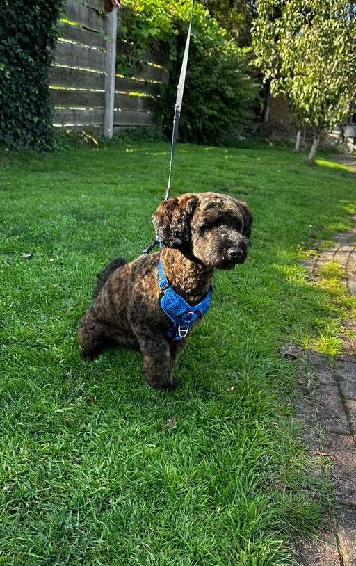 Maltipoo dekreu aangeboden, Dieren en Toebehoren, Reu, 1 tot 2 jaar, Eén hond, Nederland