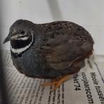 Mooie chinese dwergkwartel haan natuurbroed, Dieren en Toebehoren, Pluimvee, Mannelijk, Overige soorten