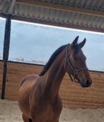 Unieke kans >Talent volle Fries x KWPN ruin, Dieren en Toebehoren, Met stamboom, Ruin, Niet van toepassing, Dressuurpaard