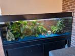 Aquarium L170xH130xD40, Dieren en Toebehoren, Ophalen, Gebruikt, Gevuld zoetwateraquarium