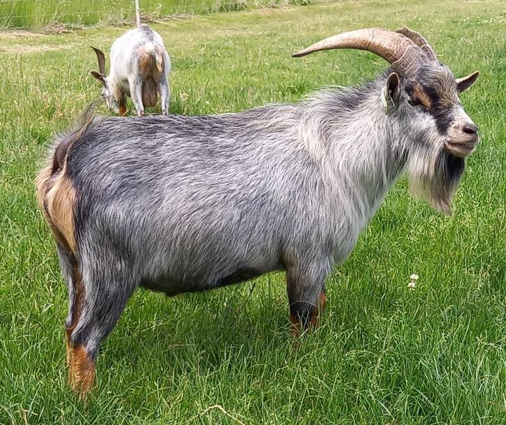 Dwerggeit bok blauwschimmel met tan 2022 CAE en CL-vrij, Dieren en Toebehoren, Schapen, Geiten en Varkens, Geit, Mannelijk, 3 tot 5 jaar