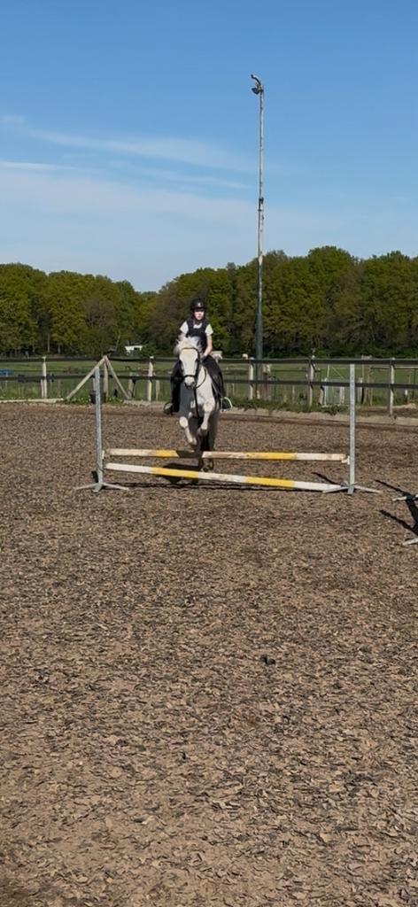 Verzorgpony gezocht, bijrijder aangeboden, Dieren en Toebehoren, Paarden en Pony's | Verzorgingsproducten, Nieuw, Ophalen of Verzenden