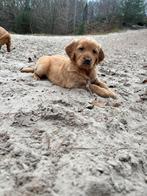 Golden retriever pups werklijn goldenreyrievers, Golden retriever, Nederland, 8 tot 15 weken, Meerdere