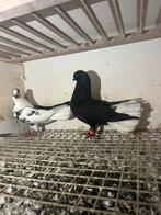 Koppel duiven te koop, Dieren en Toebehoren, Vogels | Duiven, Meerdere dieren, Overige soorten