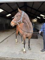 Lieve ierse merrie, Dieren en Toebehoren, Paarden, Merrie, B, Dressuurpaard, 3 tot 6 jaar