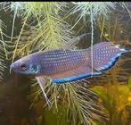 koppel betta enisae/ wilde betta, Zoetwatervis, Vis