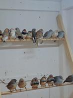 Zebravinken koppels en losse mannen., Dieren en Toebehoren, Vogels | Overige Vogels, Mannelijk, Geringd