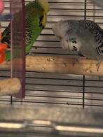 Koppeltje engelse parkieten, Meerdere dieren, Parkiet