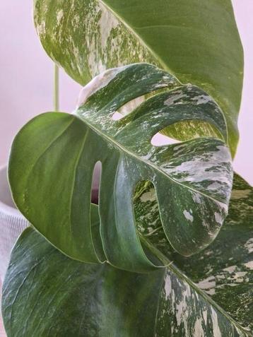 Monstera variegata
inclusief pot beschikbaar voor biedingen