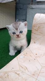 Kittens, Ophalen of Verzenden, Hond