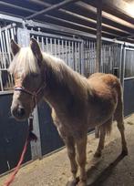 Haflinger te koop!, Hengst