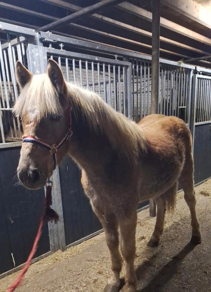 Haflinger te koop!, Dieren en Toebehoren, Paarden en Pony's | Dekhengsten en Fokmerries, Hengst