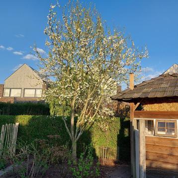 Jonge pruimenbomen 30 - 170 cm hoog. beschikbaar voor biedingen