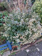 Bolvormige haagplant, Ophalen, Halfschaduw, Overige soorten