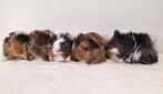 5 jonge peruvian cavia's, Dieren en Toebehoren, Knaagdieren, Cavia, Meerdere dieren, Tam, Oktober