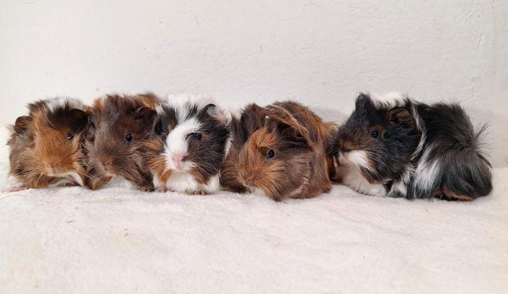 5 jonge peruvian cavia's, Dieren en Toebehoren, Knaagdieren, Meerdere dieren, Cavia, Oktober, Tam