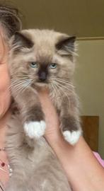 Ragdoll kittens met stamboom, Dieren en Toebehoren, Katten en Kittens | Raskatten | Langhaar, Kater, Ontwormd