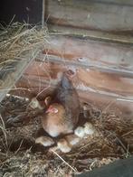 Haan met kip en kuikens, Dieren en Toebehoren, Pluimvee, Meerdere dieren, Kip