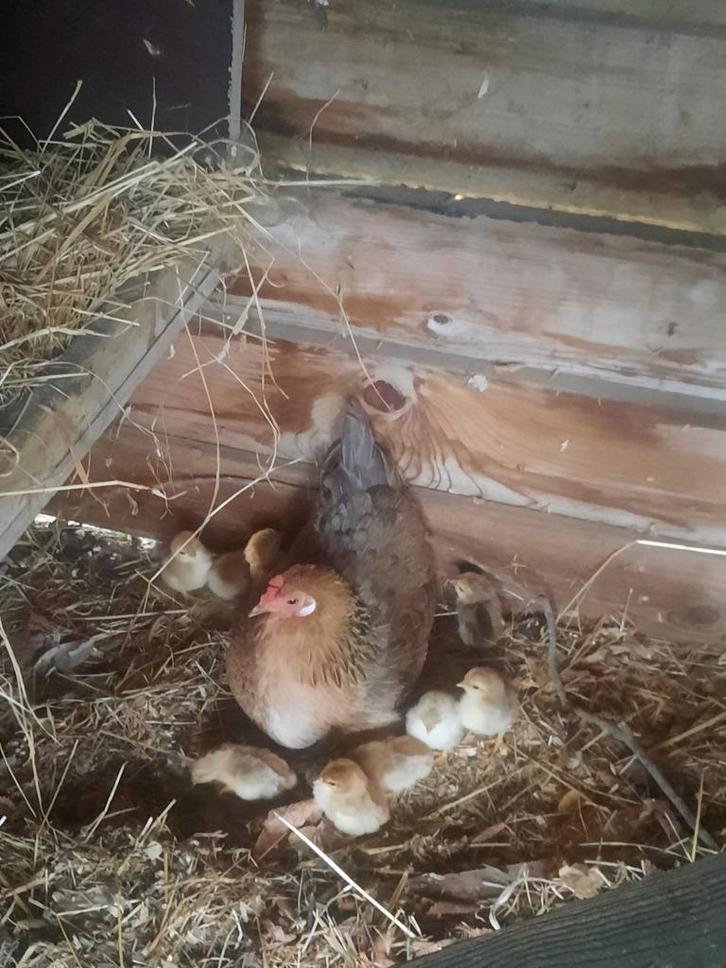 Haan met kip en kuikens, Dieren en Toebehoren, Pluimvee, Kip, Meerdere dieren