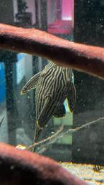 L190 en l014, Vis, Zoetwatervis