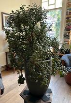 Zeer grote crassula ovata  - jadeplant, Huis en Inrichting, Ophalen, Vetplant, 100 tot 150 cm, In pot