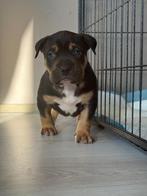 American bully xl, Overige rassen, Meerdere, Meerdere dieren, Nederland