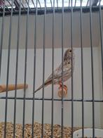 Bijzondere kleuren kanaries, Dieren en Toebehoren, Vogels | Kanaries, Vrouwelijk, Kleurkanarie
