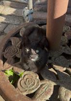 Nog 1 lieve en speelse schildpad kitten, Dieren en Toebehoren, Meerdere dieren, Kortharig, 0 tot 2 jaar