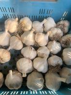 Biologische Knoflook - Vers van het Land!, Ophalen of Verzenden