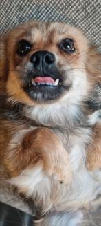 Hondje Lola ter adoptie, Particulier, Rabiës (hondsdolheid), 15 weken tot 1 jaar, Buitenland