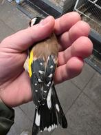 Heel mooi wildkleur 2 mannen 1van 2024.1van2022, Mannelijk, Parkiet