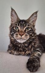 Prachtige, lieve Maine Coon kater, Dieren en Toebehoren, Kater, Gechipt