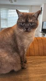 Kat Cakir te koop !, Dieren en Toebehoren, Katten en Kittens | Overige Katten, Kater, Kortharig, 0 tot 2 jaar