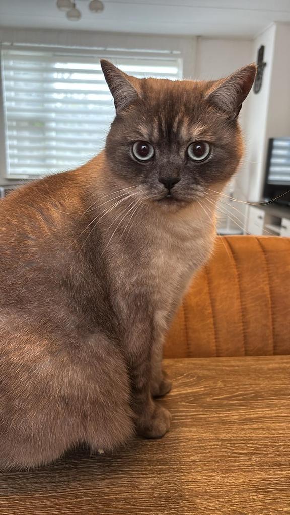 Kat Cakir te koop !, Dieren en Toebehoren, Katten en Kittens | Overige Katten, Kortharig, Kater, 0 tot 2 jaar