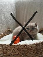 NOG 2 KITTENS BESCHIKBAAR - Britse korthaar kittens, Dieren en Toebehoren, Katten en Kittens | Raskatten | Korthaar, Meerdere dieren