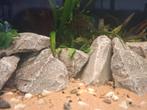 Aquarium stenen lichtgrijs, Dieren en Toebehoren, Vissen | Aquaria en Toebehoren, Ophalen, Plant(en), Steen of Hout