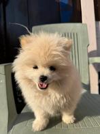 Pomeriaanse puppy te koop – Amigo (16 weken oud), Dieren en Toebehoren, Keeshond, 15 weken tot 1 jaar, CDV (hondenziekte), Meerdere