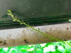 Bacopa, Ophalen, Nieuw, Plant(en), Steen of Hout