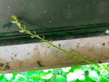 Bacopa beschikbaar voor biedingen