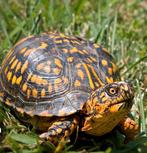 Gezocht doos schildpadden, Dieren en Toebehoren, Reptielen en Amfibieën, Schildpad
