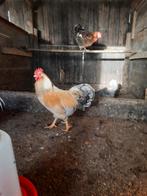 2 mooie hanen te koop, Dieren en Toebehoren, Mannelijk, Kip