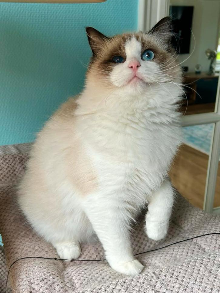Seal bicolor Ragdoll poes met stamboom, Dieren en Toebehoren, Katten en Kittens | Raskatten | Langhaar, Poes, 0 tot 2 jaar, Met stamboom