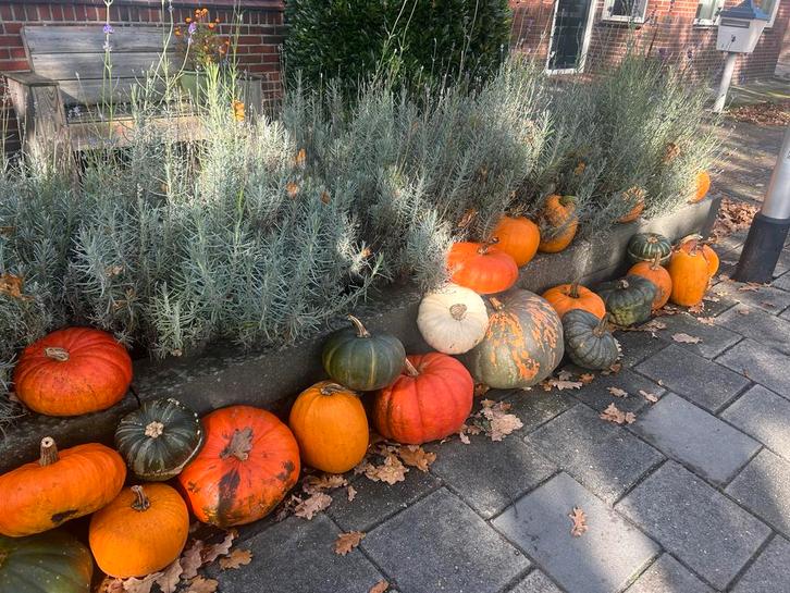 Verse Pompoenen uit Eigen Tuin, Tuin en Terras, Planten | Tuinplanten, Eenjarig, Fruitplanten, Volle zon, Bloeit niet, Ophalen of Verzenden