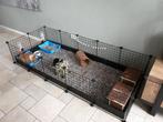 Cavia Knaagdier verblijf met toebehoren, excl. opvangbak, Minder dan 60 cm, Cavia, Ophalen of Verzenden, Zo goed als nieuw